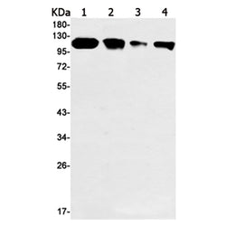 POLD1 rabbit monoclonal antibody
