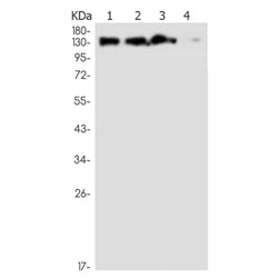 POLG rabbit monoclonal antibody