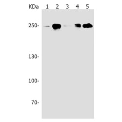 POLR2A rabbit monoclonal antibody
