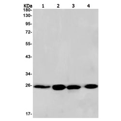 POLR2E rabbit monoclonal antibody