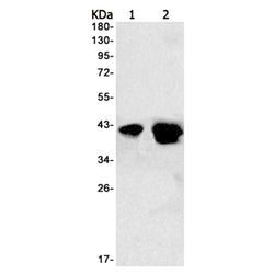PON2 rabbit monoclonal antibody
