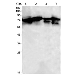 POR rabbit monoclonal antibody