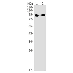 POU2F1 rabbit monoclonal antibody