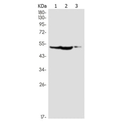 POU2F2 rabbit monoclonal antibody