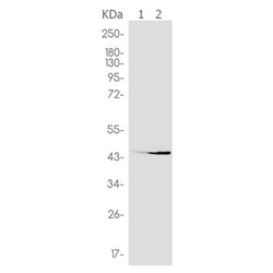 POU5F1 rabbit monoclonal antibody