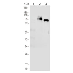 PPARGC1A rabbit monoclonal antibody