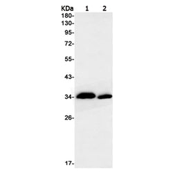 PPCS rabbit monoclonal antibody