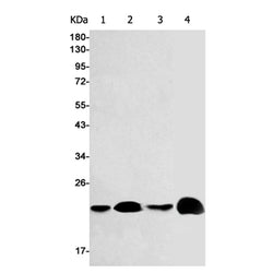 PPIB rabbit monoclonal antibody