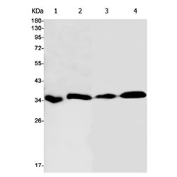 PPP1CA rabbit monoclonal antibody