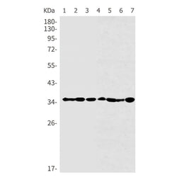 PPP2CA rabbit monoclonal antibody