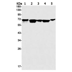 PPP2R5D rabbit monoclonal antibody