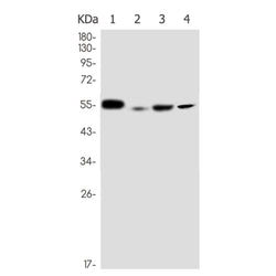 PPP2R5E rabbit monoclonal antibody