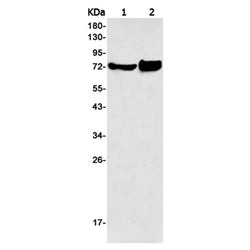 PRC1 (phospho-Thr481) rabbit monoclonal antibody