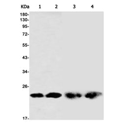 PRDX1 rabbit monoclonal antibody