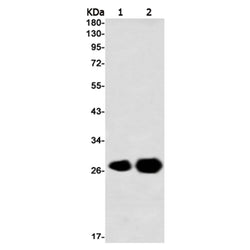 PRDX3 rabbit monoclonal antibody