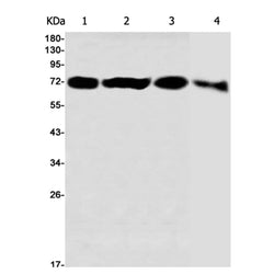PREPL rabbit monoclonal antibody