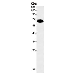 PRKAA1 (phospho-Ser496) rabbit monoclonal antibody