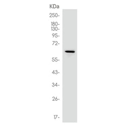 PRKAA1 rabbit monoclonal antibody