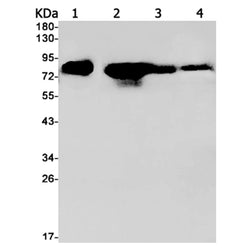 PRKCA rabbit monoclonal antibody
