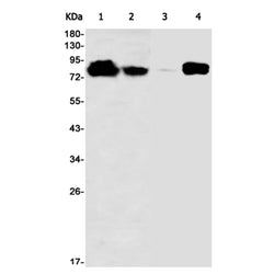 PRKCA (phospho-Ser657) rabbit monoclonal antibody