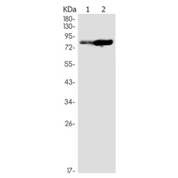 PRKCD (phospho-Ser299) rabbit monoclonal antibody