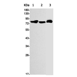 PRKCG (phospho-Thr514) rabbit monoclonal antibody