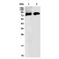 PRKCG rabbit monoclonal antibody