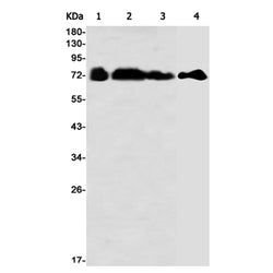 PRKCZ (phospho-Thr410/Thr412) rabbit monoclonal antibody