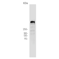 PRKDC (phospho-Ser2056) rabbit monoclonal antibody