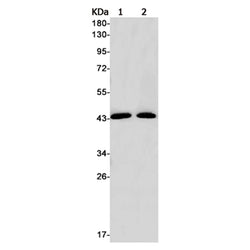 PRMT1 rabbit monoclonal antibody