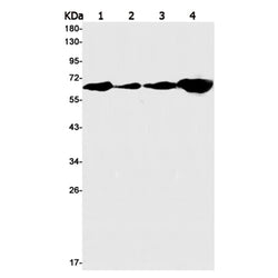 PRMT3 rabbit monoclonal antibody
