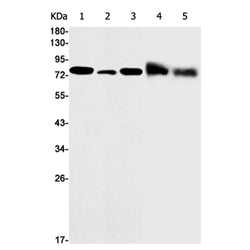 PRMT7 rabbit monoclonal antibody