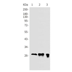PRNP rabbit monoclonal antibody