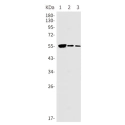 PRPF31 rabbit monoclonal antibody