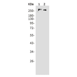 PRPF8 rabbit monoclonal antibody