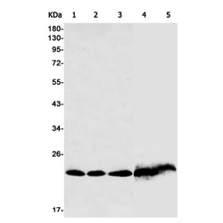 PSEN1 rabbit monoclonal antibody