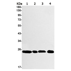PSEN2 rabbit monoclonal antibody