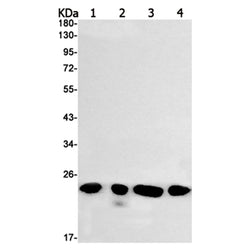 PSEN2 (phospho-Ser330) rabbit monoclonal antibody