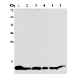 PSENEN rabbit monoclonal antibody
