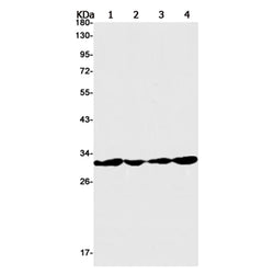 PSMA4 rabbit monoclonal antibody