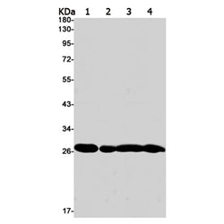 PSMA6 rabbit monoclonal antibody