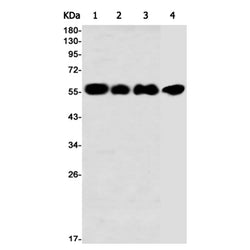 PTBP1 rabbit monoclonal antibody