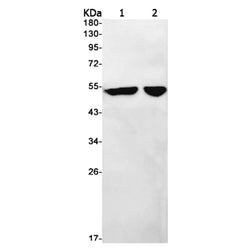 PTDSS2 rabbit monoclonal antibody