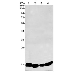 PTGES rabbit monoclonal antibody