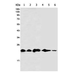 PTGES3 rabbit monoclonal antibody