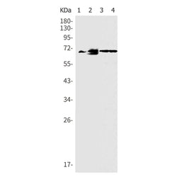 PTGS1 rabbit monoclonal antibody