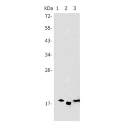 PTN rabbit monoclonal antibody