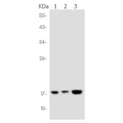 PTP4A2 rabbit monoclonal antibody