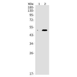 PTPN1 rabbit monoclonal antibody