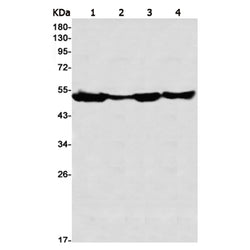 PTPN1 (phospho-Ser378) rabbit monoclonal antibody